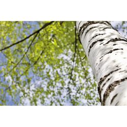 D9-MO2251-40F-Birch Tree 01